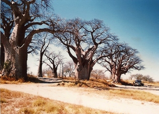 Baines baobabs